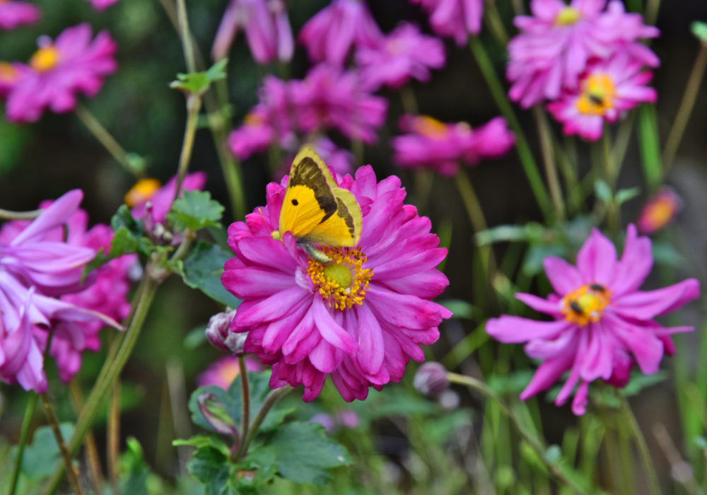 Blume mit Schmetterling