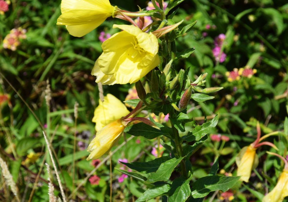 Blumenwiese