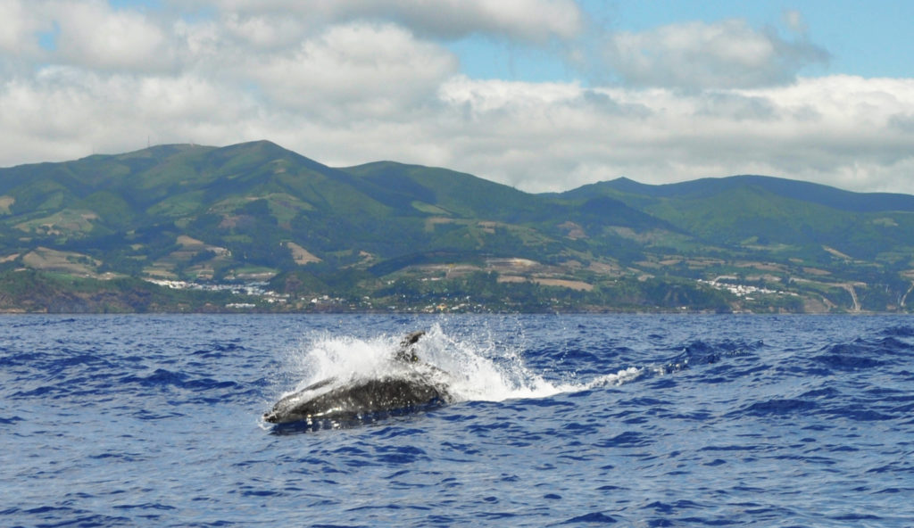 Einzelner Delfin vor Sao Miguel