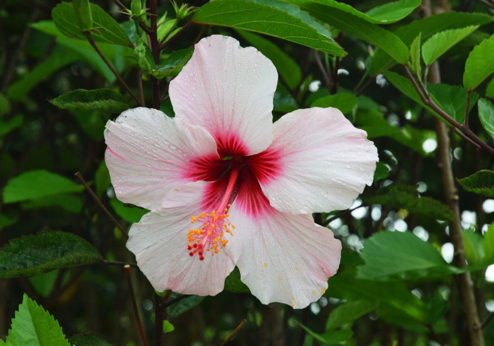 Hibiskus