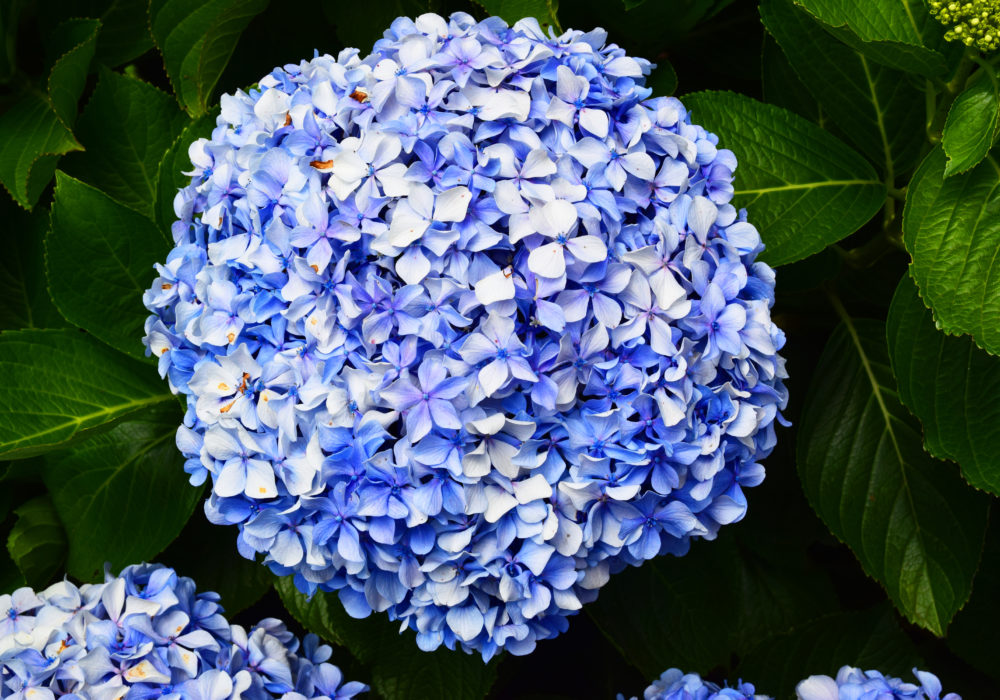 Hortensie