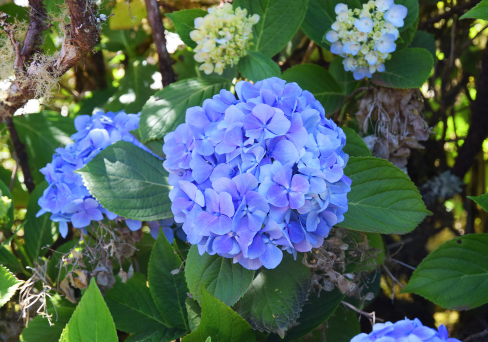 Hortensie blau